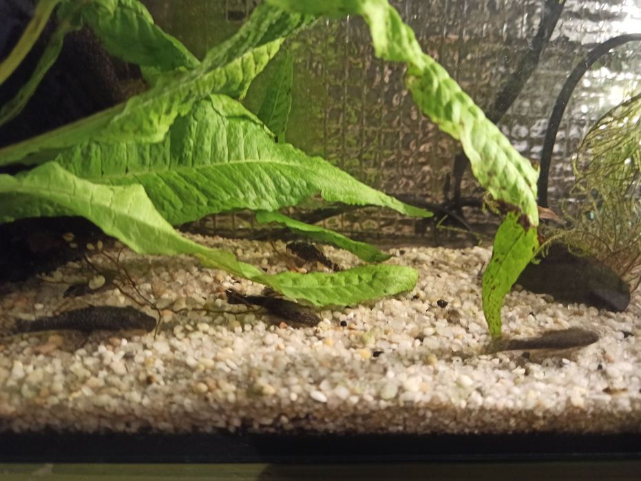 Zbrojniki niebieski glonojad zwykly