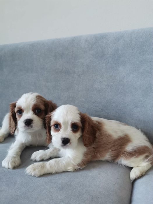 Śliczny Piesek Cavalier Blenheim Już do odbioru!!