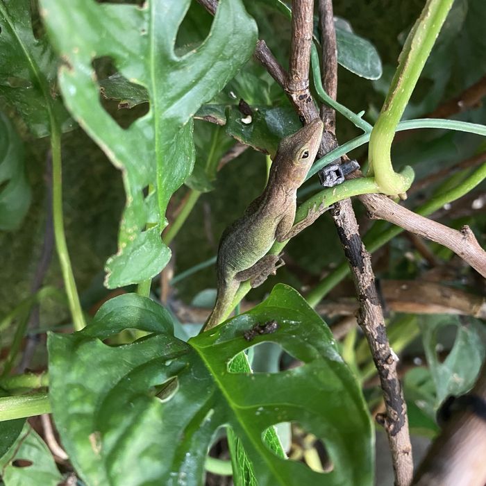 Anolis marmoratus młode CB26 kolorowe dziennie jaszczurki