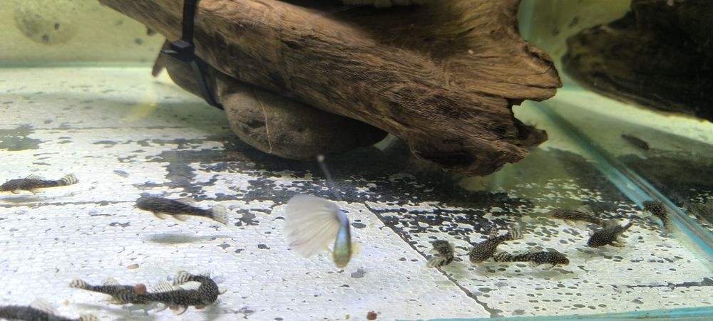 Glonojad zbrojnik niebieski