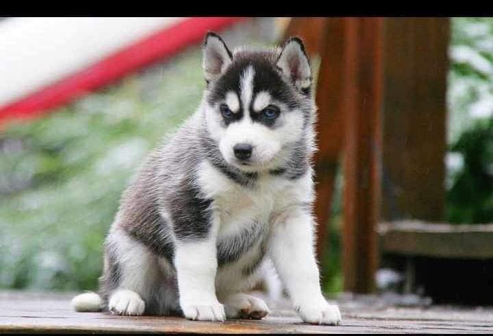 Сибирские хаски. КСУ