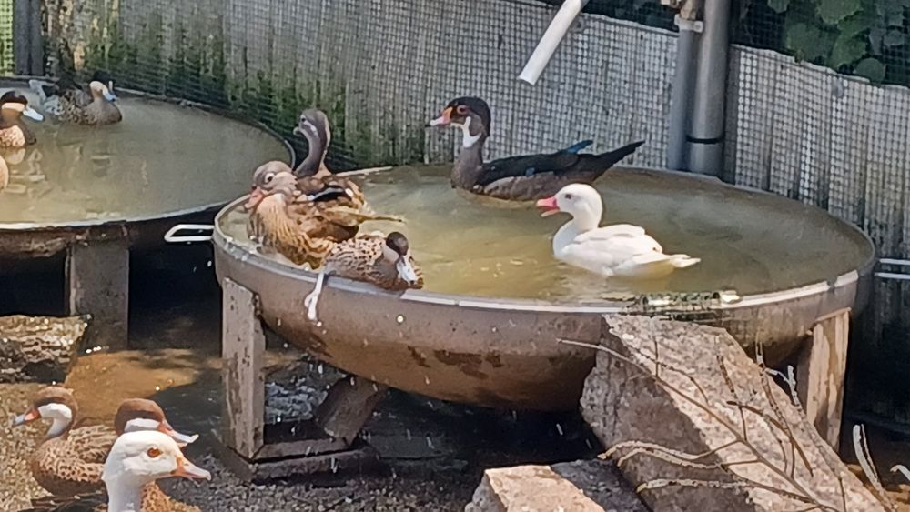 Patos bem tratados de várias espécies,  para si
