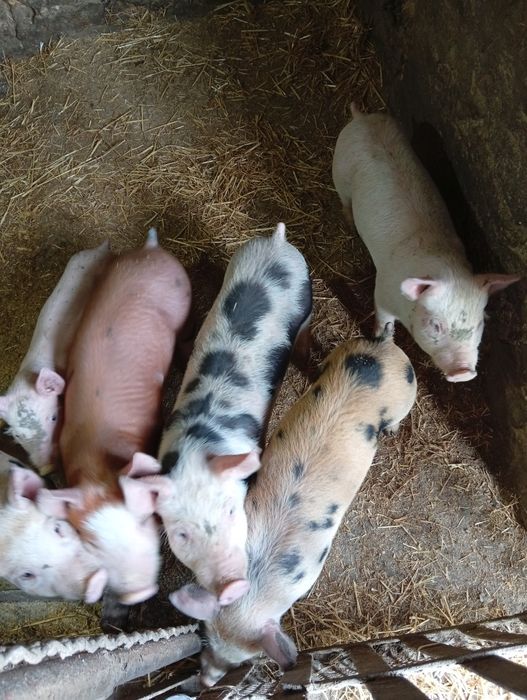 Продам поросят,2 місяці