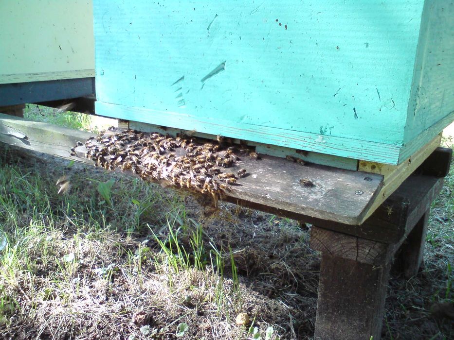 Sprzedam Ule Wielkopolskie dziesięcio ramkowe z pszczołami