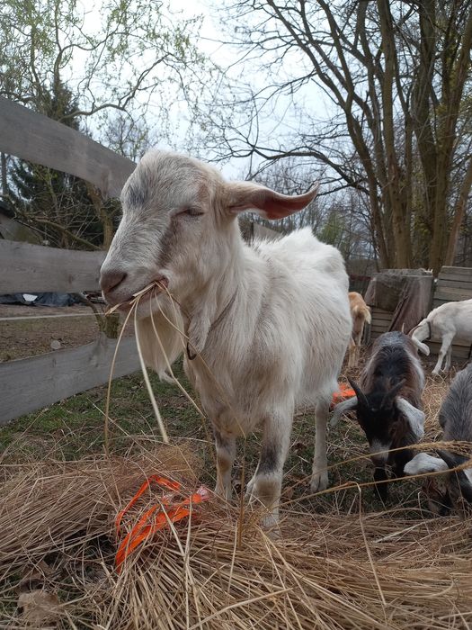 Kozioł na sprzedaż