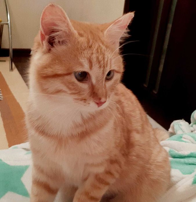 Кошечка Хани ищет дом