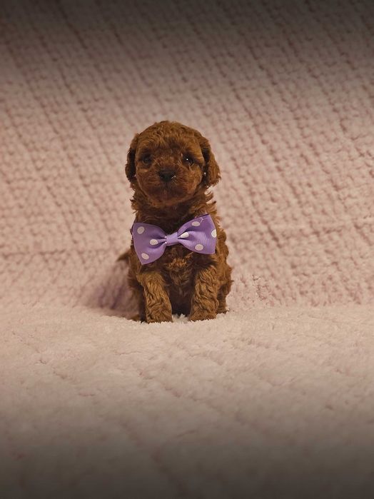 Pudel Toy Red Genetyka.