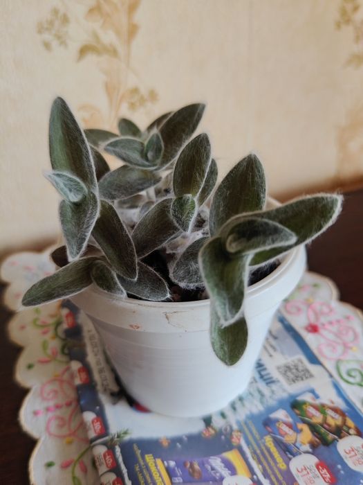 Традеска́нция силламонта́на