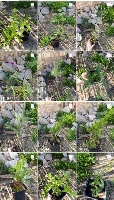 Саджанці хвойних та декоративних рослин