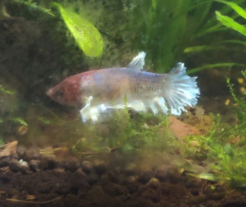 samica bojownika betta