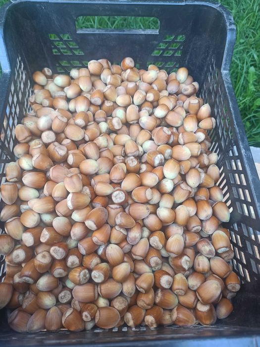 Orzechy laskowe, świeże 10 kg