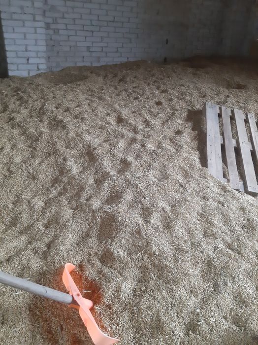 Sprzedam owies tegoroczny