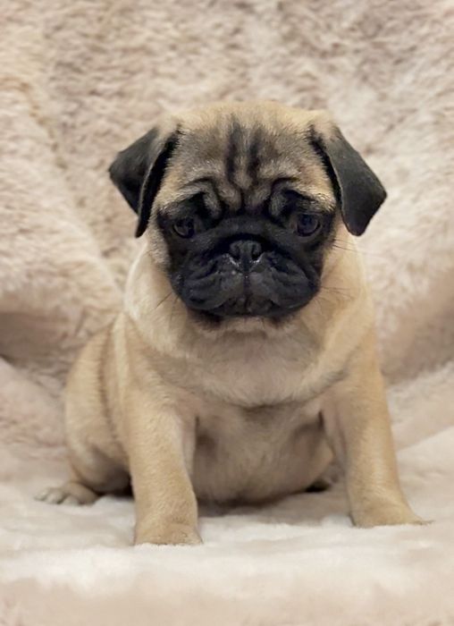 Розкішні мопсики