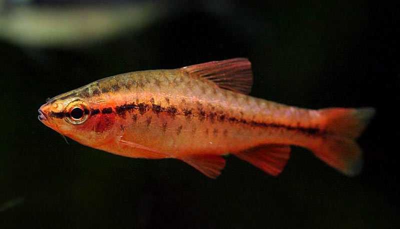 Brzanka titeya (brzanka wysmukła)