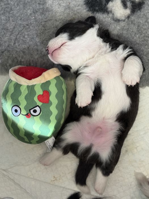 Welsh corgi cardigan - piesek Arbuz