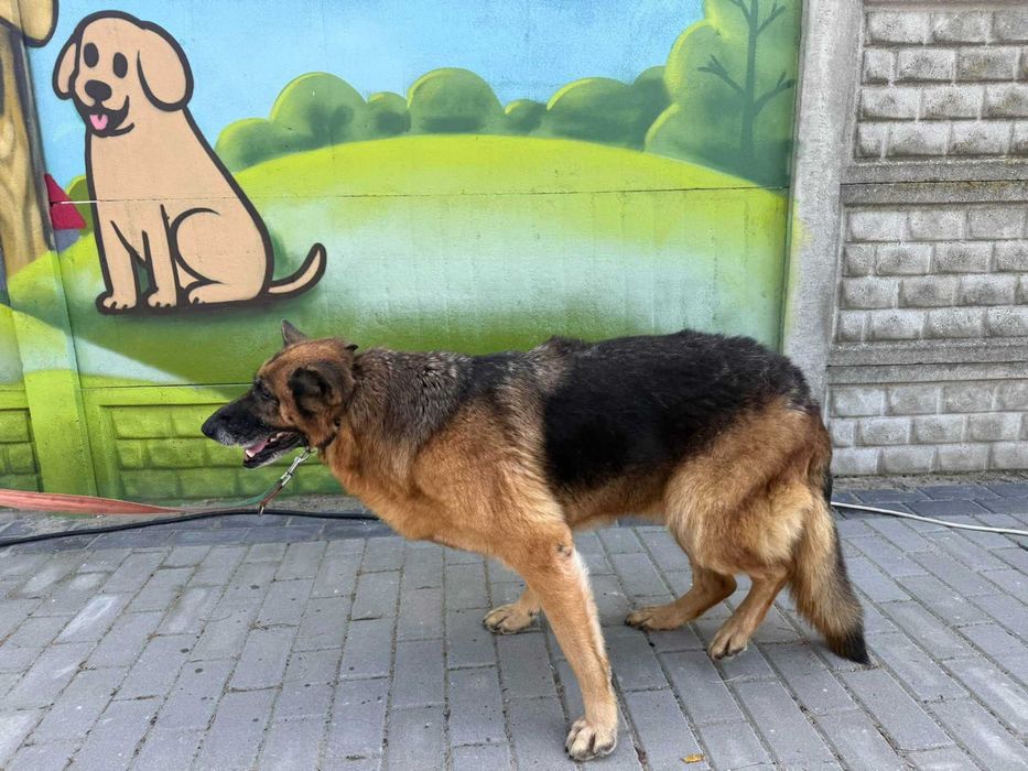 Spokojna starsza sunia szuka nowego domu!