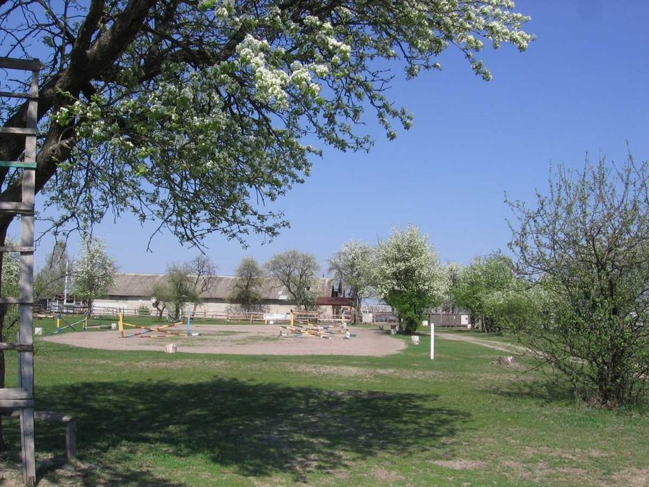 Оренда стайні на 12 денників.