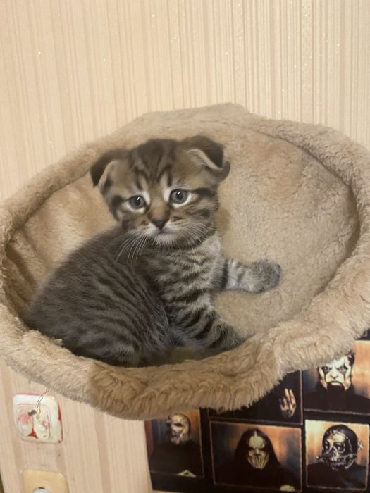 Комплекс настіний для котів від 250 грн