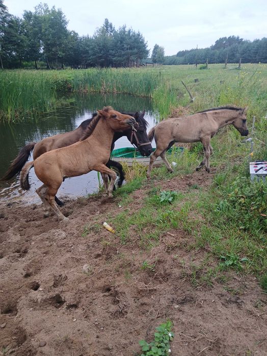 Sprzedam konie hucuły