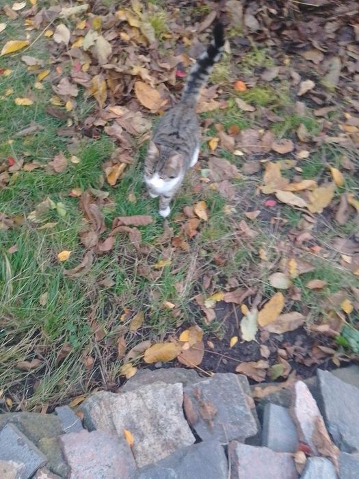 Віддам котиків в добрі руки