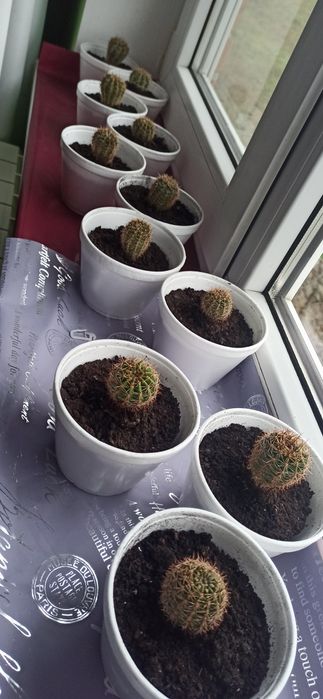 Кактус "Ехінопсис" (дітки)