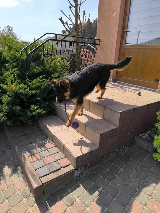Krótkowłosa Suczka-Linia Prosta!!