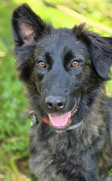 Zadra - młoda sunia  szuka domu / do adopcji