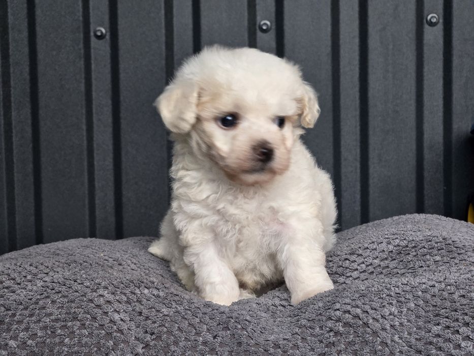 Бішон фрізе хлопчики