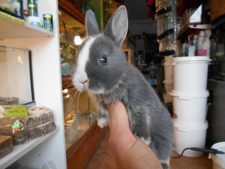 Królik króliki miniaturki barany angor karzełek teddy hermelin
