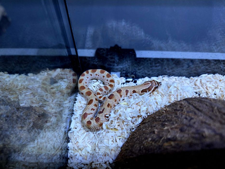 Wąż Heterodon nasicus – Pastel Anaconda SAMICA