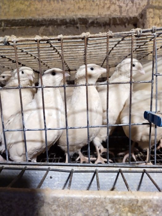 Продам перепілку несушку