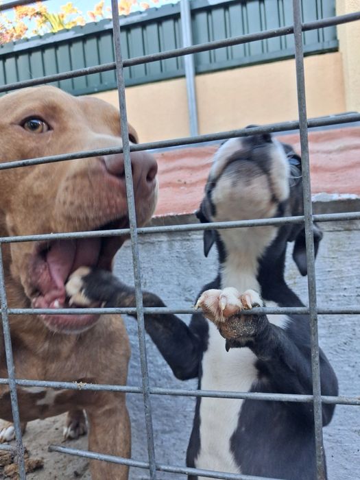 Pitbull para doaçao