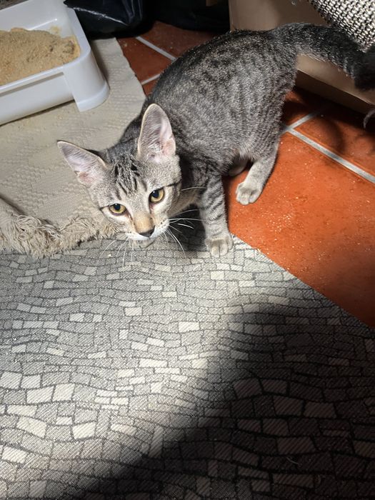 Gatinhos  bebes,