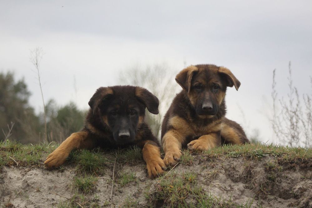 Хлопчики німецької вівчарки КСУ