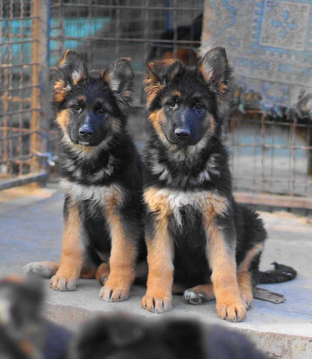 немецкая овчарка