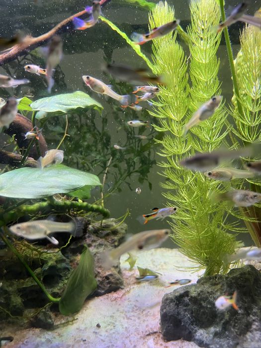 Gupiki endlera el silverado czysta linia/ gupik endler