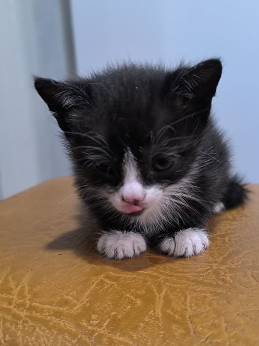 Милі котенята в добрі руки