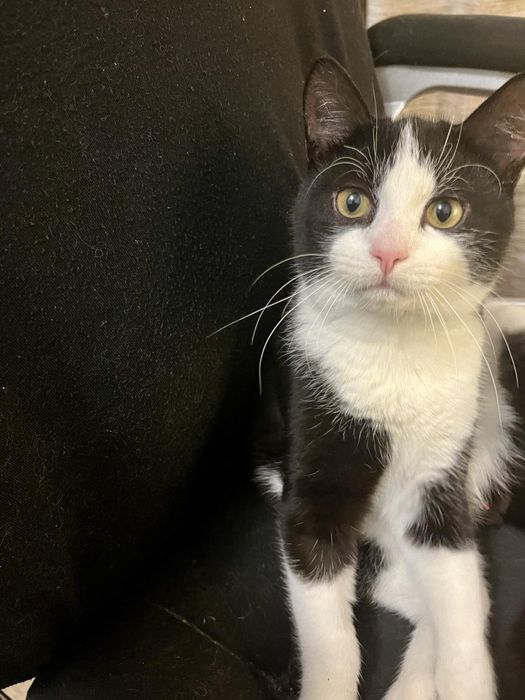 Котик 6 місяців дуже шикарна шерстка