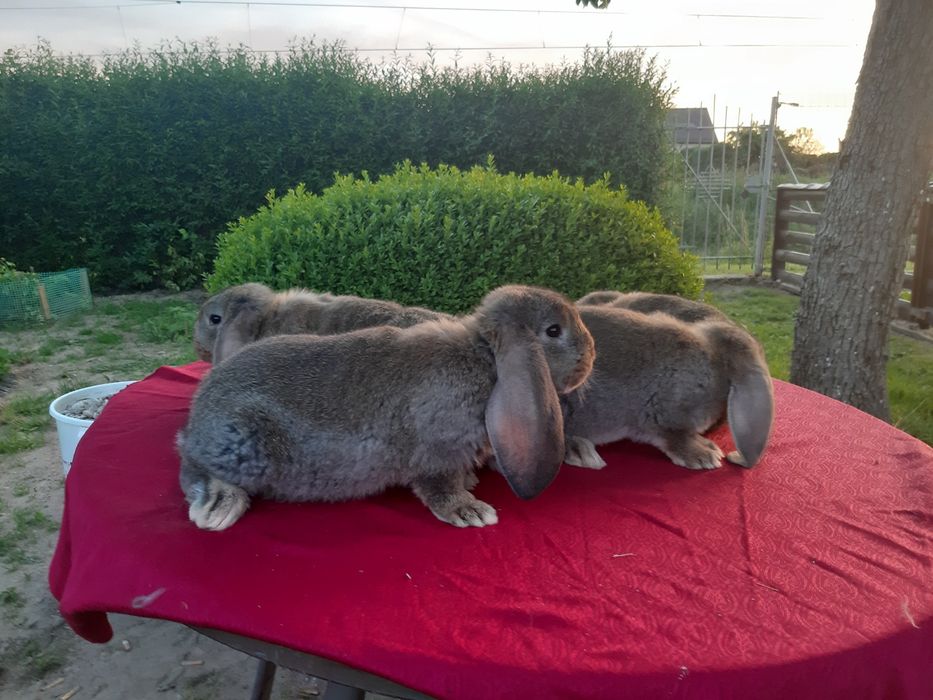 Francuski baran szary