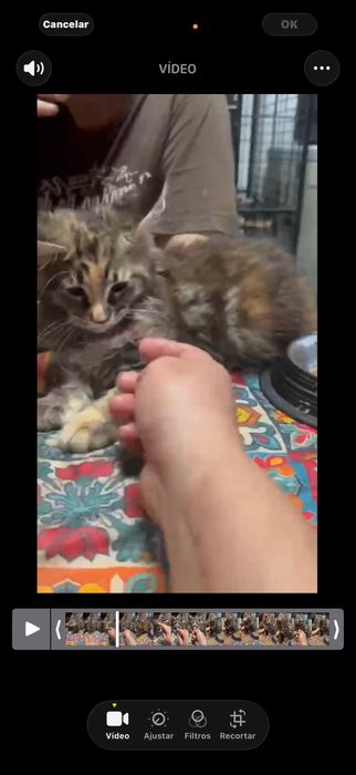 Menina maine coon disponivel para entrega imediata.