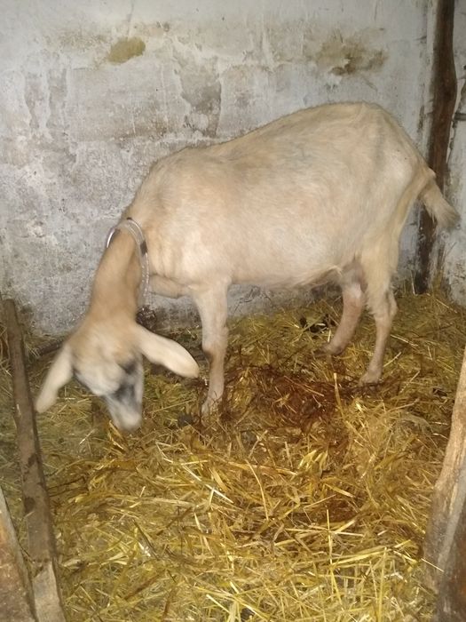продам козу первістка