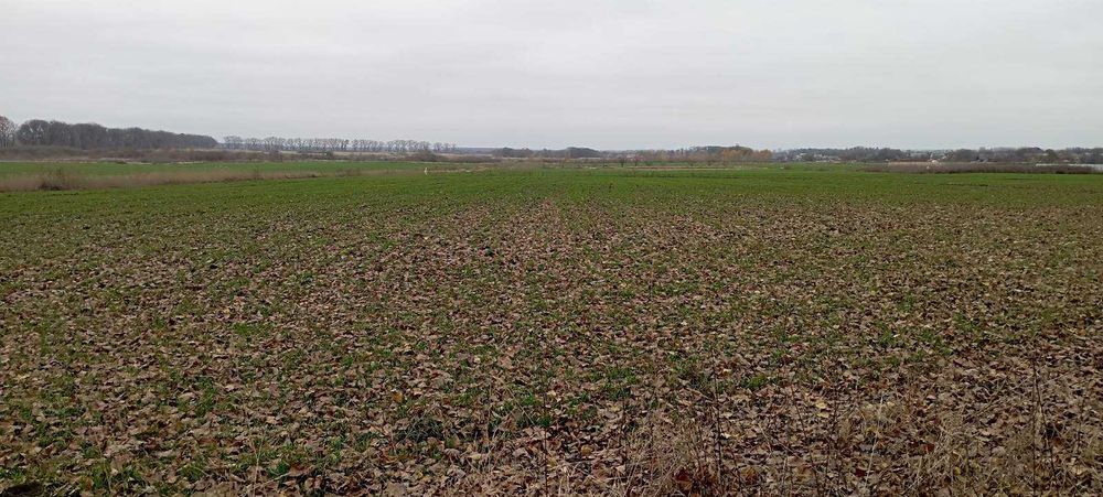 (8) Продам земельну ділянку