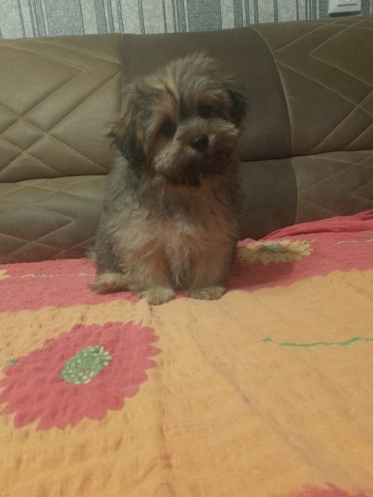 Мини девочка пума пу