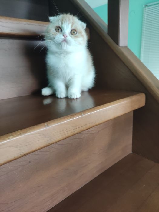 Очаровательная шотландская куколка! ПРИВИТА! Одесса!