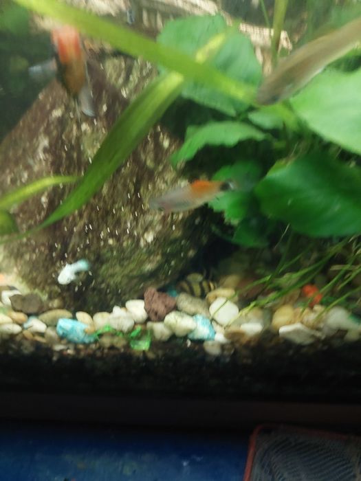 Mlode rybki zmienniak plamisty