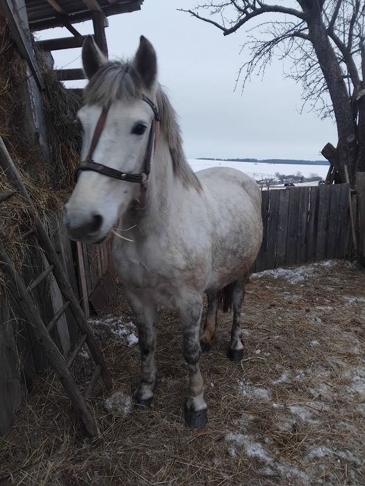 Продам кобилу 7 років жеребна