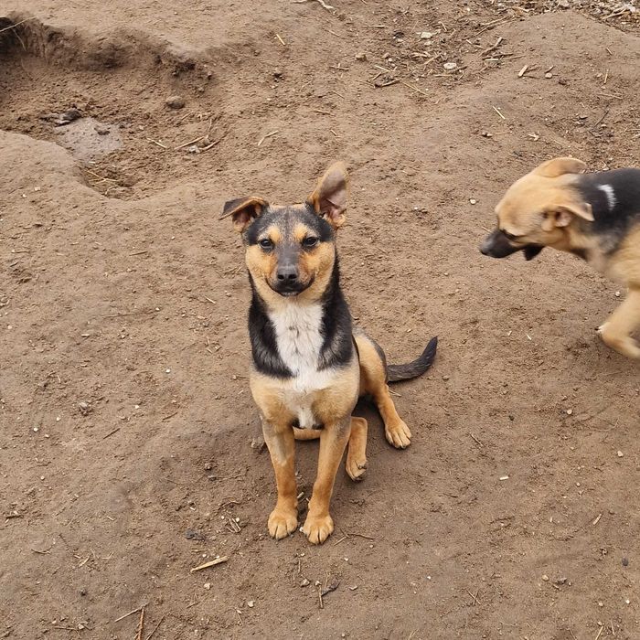 Roczne suczki do adopcji.