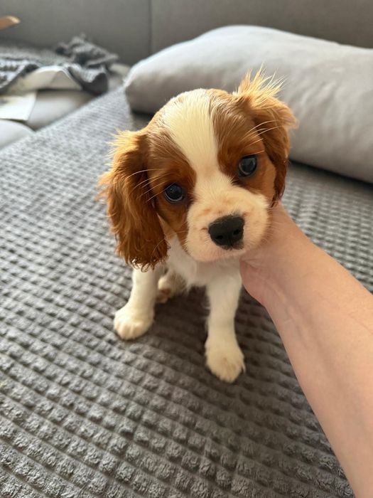 Cavalier king spaniel
