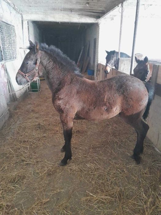 Zaprzęgana źrebna klacz ze źrebakiem