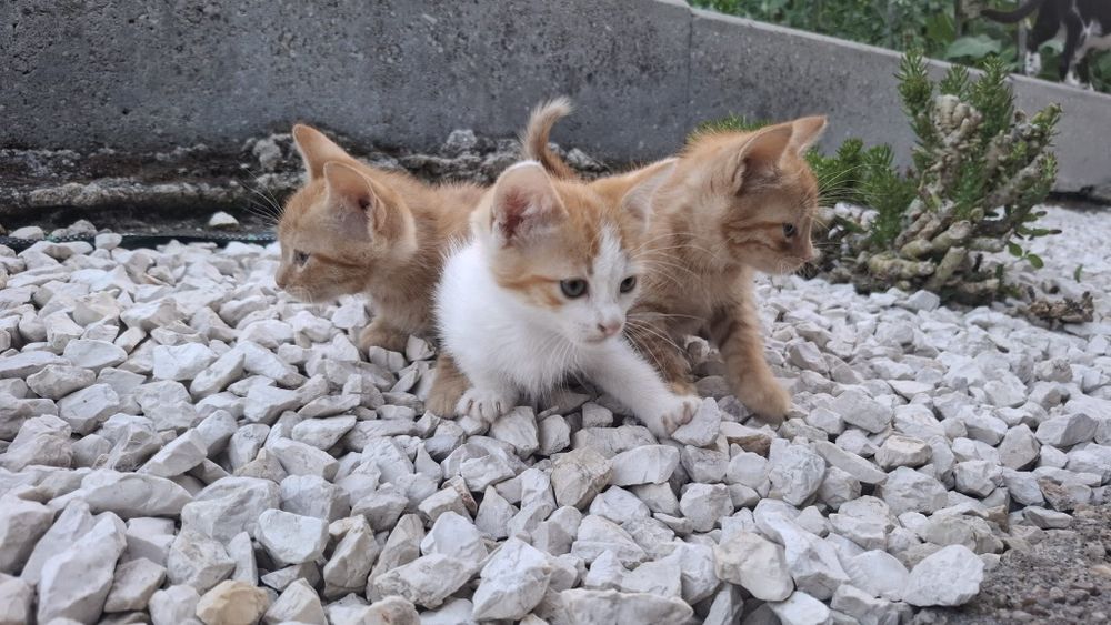 3 gatinhas para adoção
